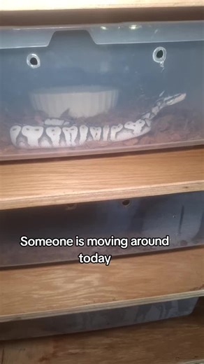 Her name is Nova! Axanthic ball python. #ballpythons #axanthic #snake