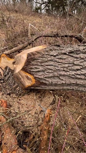 Watch the full step by step video by clicking link on the screen #tree #felling #logging #Yeahboy