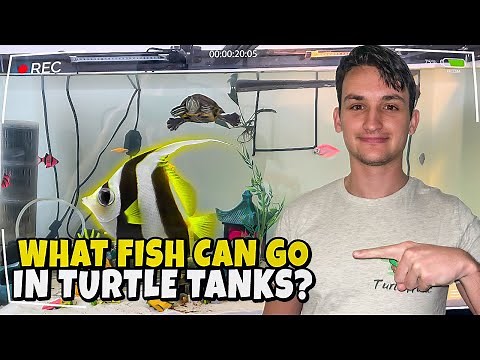 Can Fish and Turtles Live in the Same Tank? Which Fish Can Live with Turtles?