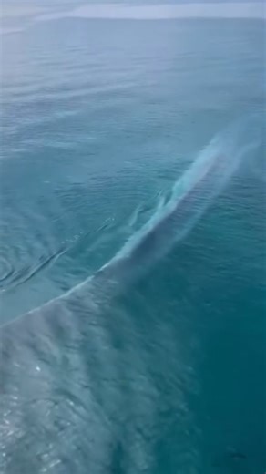 Australia's South West on Instagram: "🎉Join us as we countdown our Top 5 most popular posts from 2025! 🎉 And taking out the top spot… a BIG visitor with BIG wow factor! 💙🐋 This majestic blue whale cruising past the iconic Busselton Jetty had us all stopping in our tracks. From ocean giants to unforgettable moments, 2025 brought the magic in Australia’s South West. We can’t wait to see what wonders roll in next year! 🎥 @__meganwood__, @toneya_scaf, @sophiafuimaono, and @ainsleytierney 📍 Bus