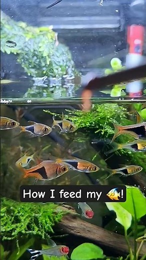 How to Feed your Fish 🐠 Jumping Edition bloodworm 🪱