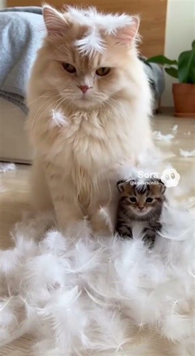 It Was An Explosion Mom #cats #cat #cutecats #funnycats
