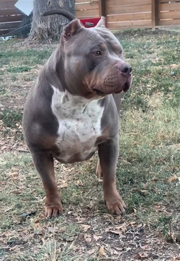 Harley Quinn 🔥💜🔥 Gonzalo Martinez | Antonio Soto