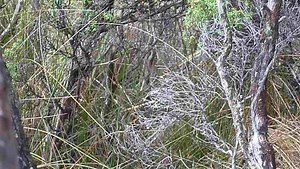 File:Stewart island fern bird.ogv - Wikimedia Commons