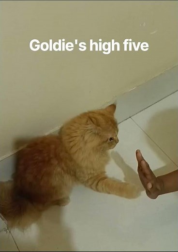 Goldie's 😻 high five #funny #cute #cat #love #animal #kitten