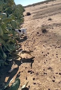 22K views · 215 reactions | The hunter, the rabbit, and the hunting dog. The end of the wild rabbit | Moncef Feddaoui | Facebook