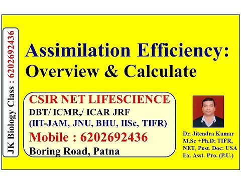 Assimilation Efficiency: Overview & Calculate