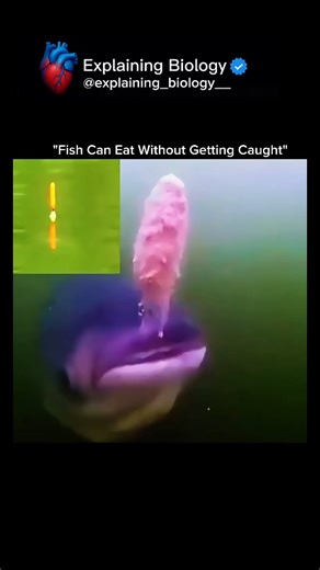 Explaining Biology on Instagram: "How Fish Eat Without Getting Hooked It looks impossible, but it’s pure biology. Fish don’t bite food the way humans do. They pull water and food into their mouth at the same time. What’s happening: • Fish create negative pressure by rapidly expanding their mouth • Water rushes in, carrying food with it • Hooks can be expelled instantly using tongue and gill control • Highly sensitive taste receptors detect metal and danger within milliseconds That’s why many fis