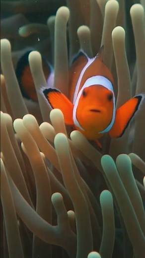 Scuba Diving in Havelock: Discover Nemo Reef Like Never Before!
