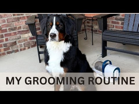 My Bernedoodle Grooming Routine And The Tools I Actually Use