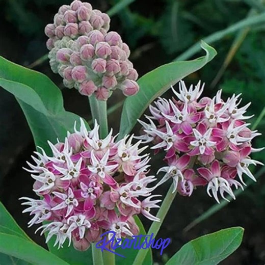 50 Showy Milkweed Pink Flower Seeds Wildflower | Butterfly & Monarch Pollinator Garden Seeds - Etsy