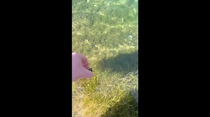 Florida worker rescues baby snapping turtle from sidewalk, returns it to pond — 3M Instagram views