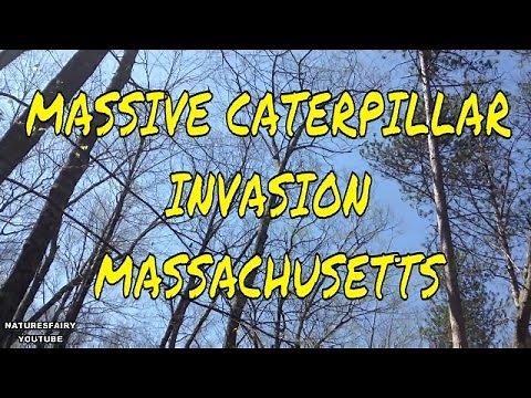 Massive Caterpillar Invasion ~ Spongy Moths AKA: Gypsy Moths ~ Major Tree Damage Massachusetts