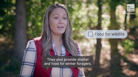 Is It Bad To Rake My Leaves This Fall?