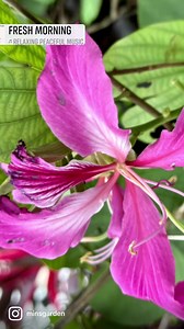 6.9K views · 3.4K reactions | This lovely Hong Kong orchid tree (Bauhinia blakeana) is the first to greet me every morning when I open the bedroom curtains on the second floor. The sight of the pretty reddish-purple, orchid-like flowers and the grayish-green, butterfly-shaped leaves fluttering in the morning breeze is such an invigorating start to the day. This tree is more than 25 years and over 8 metres tall, with regular pruning to keep its canopy in check. | Min's Garden | Facebook