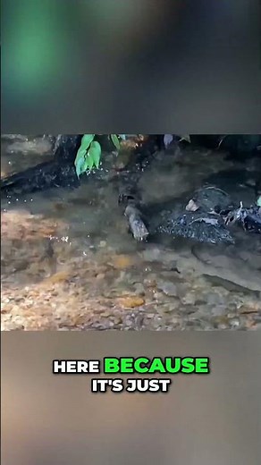 Trout Swarming TINY Creek! #troutfishing #rainbowtrout