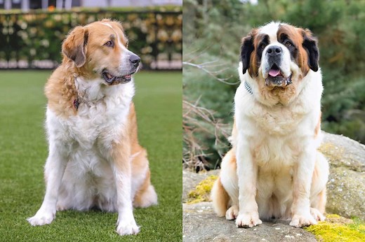 Saint Pyrenees (Great Pyrenees & Saint Bernard Mix) Info, Pictures, Facts, FAQs & More