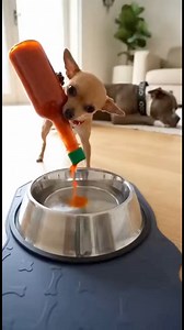 Chihuahua's prank of putting chili peppers in the water; the pit bull runs to drink from the toilet to quench its thirst.😂😂 #funnyreelsvideo #Chihuahua #dog #pitbull #doglover | Vito & Benito Chaos