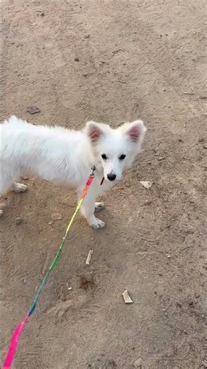 Japanese spitz #trending #dog #japanesedog #japanesespitz #petshub #pets