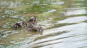 Crab, Animal, Ocean. Free Stock Video