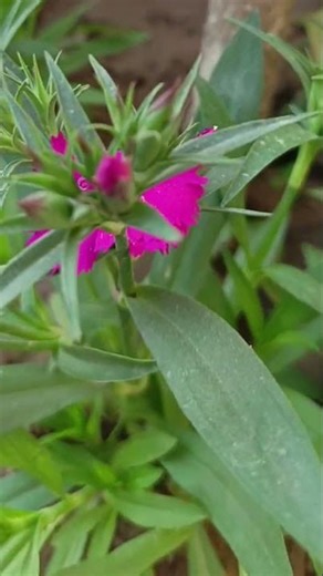 Dianthus flowers #plants