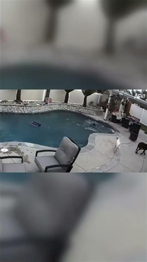 Wait for the splash! 🌊 Ladder vs Pool