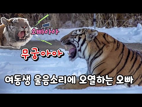 💖오빠호랑이의 찐사랑💖 여동생의 울음소리 듣고 분리불안 생긴 오빠호랑이 Famous Tiger in Korea, cat tiger #태범 #무궁 #백두대간호랑이