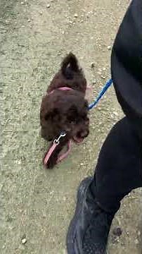 How I start leash training #puppy #puppyperfectionist #cavapoo