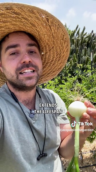 How to harvest and cure #onions from your #garden and how to know your onions are ready for #harvest