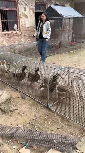 Smart Duck 🦆& Chicken Tunnel Run System in Backyard 🦆🐓