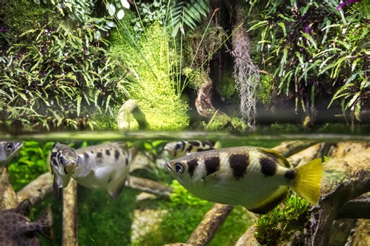How This Small Fish Hits Targets From 10 Feet Away