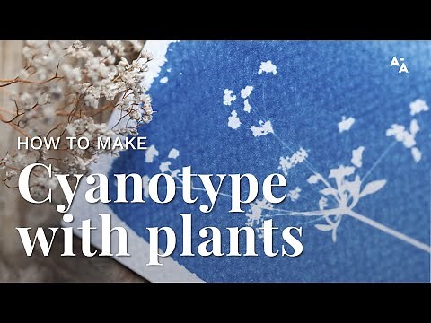 How to make cyanotype with plants | Tutorial