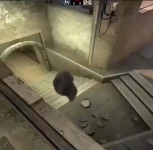 CS:GO Vines on Reels