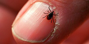 How to stay safe during tick season