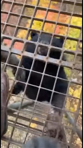 Black Bear Climbs Tree Stand and Swats Camera