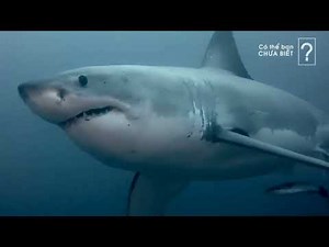 Is the Giant Megalodon Shark Still Alive in the Ocean? Cá mập Megalodon còn sống?