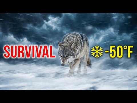 Lone Wolf Survives Frozen Wilderness | Epic Wildlife Documentary