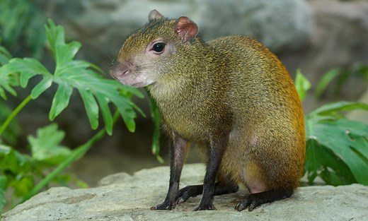 Red-rumped agouti