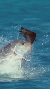 105K views · 663 reactions | Sick.. GT vs Bird... . | Blue Chum | Facebook