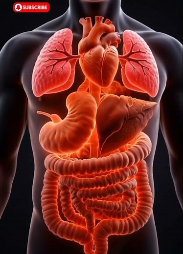 Human Organs Explained in 3D | Digestive System Animation
