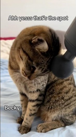 5 Cats vs massage gun 💆🏻‍♀️ #cats #catfamily #catmassage #chozencats #cutecat