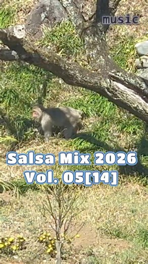 【Salsa Mix 2026 】Salsa music Vol. 05[14] #musica #salsa #latinmusic