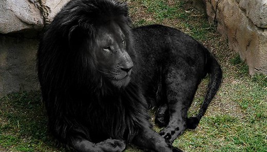[FACT OR FAKE #95] Is This ‘Rare’ Photo Of An All-Black Lion Real?