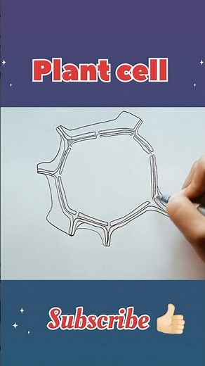 Plant cell #biologydiagram