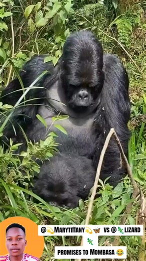 Pet Showdown: Gorilla vs Lizard in Mombasa