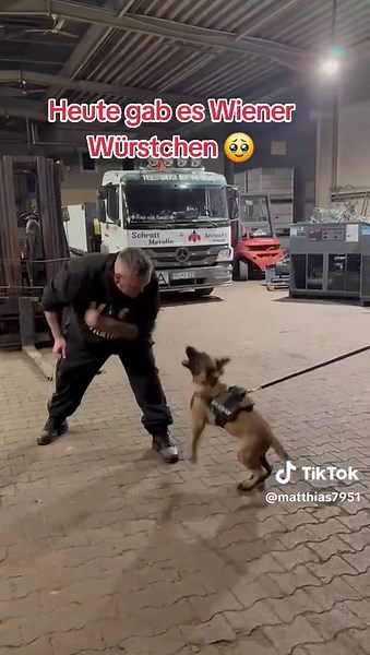 Effective Dog Training Tips for Malinois Puppies