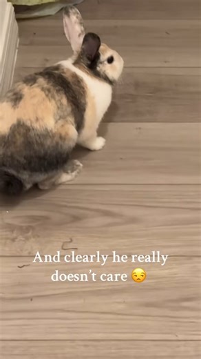 Bunny on Instagram: "I can’t believe he started doing this. Every morning there is a pile of poo in front of his door 😒🙄🤦🏻‍♀️ . . . . . . Follow me please for more videos 👉 : @rabbits__lovers . . . . . . #rabbit #bunny #bunnylove #bunniesofinstagram #rabbits #cute #fyp #viral #love #bunnies #rabbitlove #bunnyrabbit #love #rabbitstagram #rabbitlife #instabunny #bunnyoftheday #pets #bunnylife #animals #rabbitsworldwide"