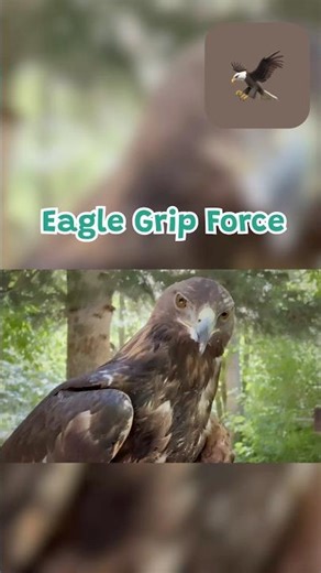 🦅 How Strong Is a Golden Eagle?! Grip Power, Lifespan & Amazing Facts for Kids
