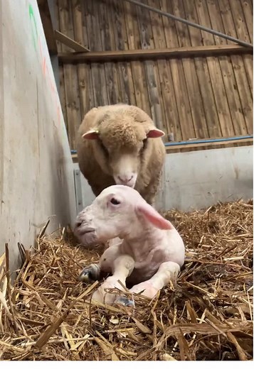 Experience the Joy of Newborn Lambs in Farming Life