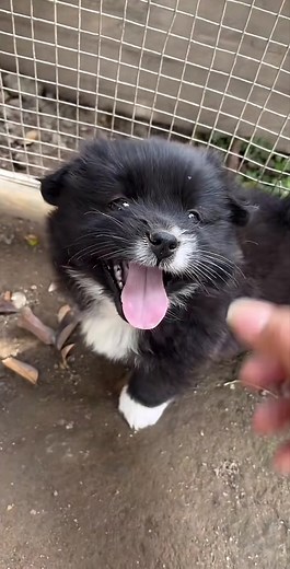 Cute Animals Compilation